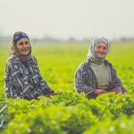 صندوق زنان روستایی-بادام شیرین